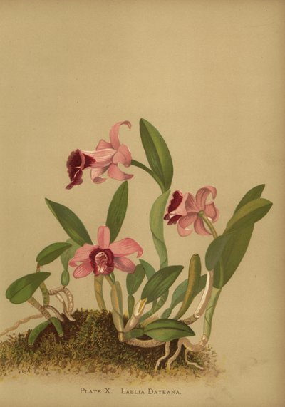 Laelia dayanaまたはCattleya bicalhoi蘭 作： Unknown